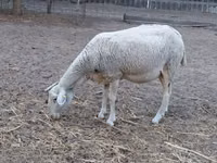 Ovelha, Lacaune sheep — foto 7