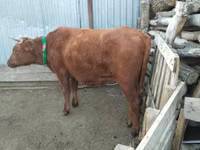 بقرة, Latvian Blue cattle — الصورة 3
