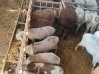 Qoyun, Beulah Speckled face sheep — foto 3
