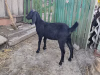 Cabra, Cabras — foto 5