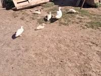 Ducks — foto 3