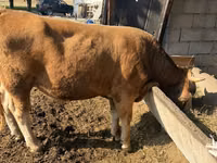 Bou, Simmental cattle — foto 2