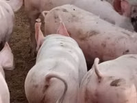 Scroafă, Porci — foto 1