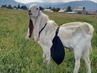 Bode, Gulabi goats — foto 4