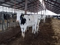 Vacă, Yaroslavl cattle — foto 2