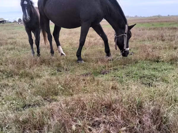 母马, Horses