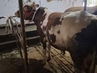 Bou, Ukrainian Red Pied Dairy cattle — foto 1