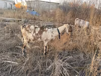 Dişi keçi, Nubian Goat — foto 3