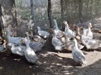 Ducks — Foto 3
