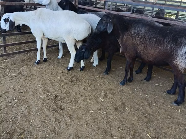 Ovejas (lote, sexo no especificado), Ovejas