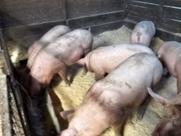 Scroafă, Porci