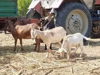 बकरी, Nubian Goat — फ़ोटो 4