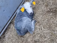 Уй эти (партия, жынысы көрсөтүлгөн эмес), Герефорд — сүрөт 5