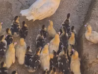 Ducks — photo 3