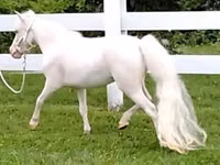 Iapă, Miniature horse — foto 4