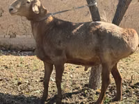 كبش, Arashan sheep — الصورة 1