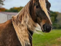 Cal, Friesian — foto 5
