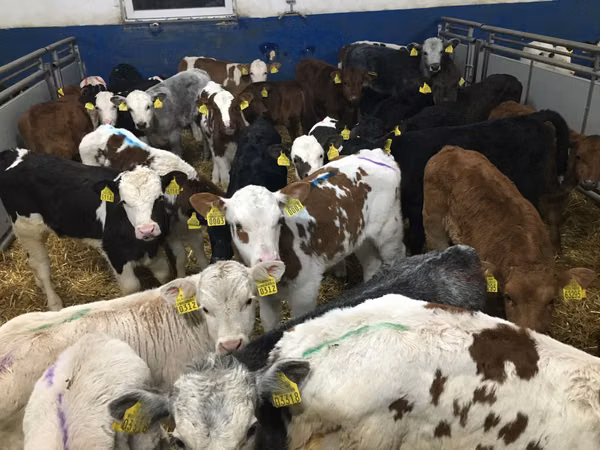 Vacă, Bovine