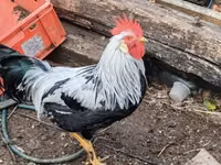 Chickens — الصورة 3