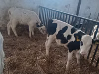 Bulle, Russian Black pied cattle — Foto 5