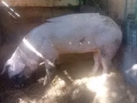 मादा सूअर, सूअर — फ़ोटो 4