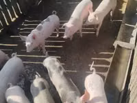 Porci (lot, sex nespecificat), Porci — foto 3