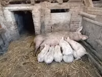 خنزيرة, الخنازير — الصورة 1
