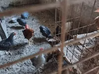 Guinea fowl — Foto 3