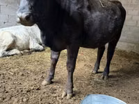母牛, Swiss cattle — 照片 4