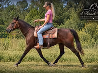 Madyan, Quarter Horse — foto 3