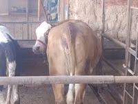 بقرة, Simmental cattle — الصورة 1