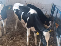 Kuh, Russian Black pied cattle — Foto 3
