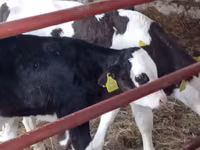 Bovinos (lote, sexo não especificado), Russian Black pied cattle — foto 7
