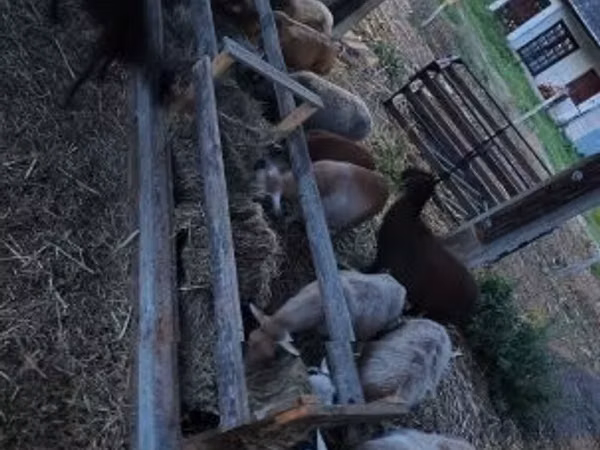 公羊, Cameroon sheep