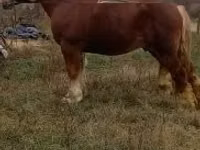 公马, Suffolk Punch — 照片 1
