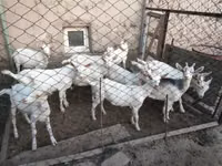 Dişi keçi, Saanen goat — foto 6