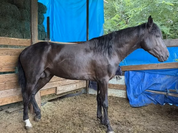 Cavalo, French Trotter
