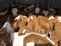 Toro, Simmental cattle — foto 4
