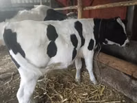 Vacă, Russian Black pied cattle — foto 1