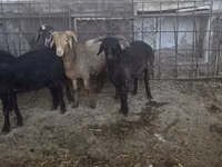 Ovejas (lote, sexo no especificado), Ovejas — foto 6