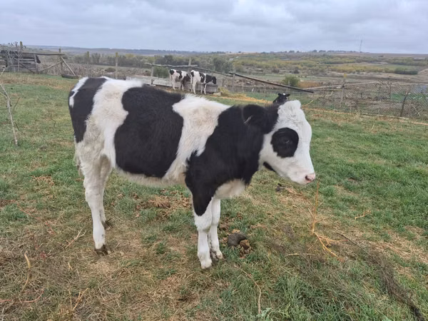 Touro, Russian Black pied cattle