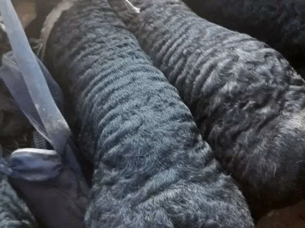 Carnero, Hissar sheep