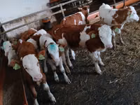 牛只（批次，未指定性别）, Simmental cattle — 照片 6