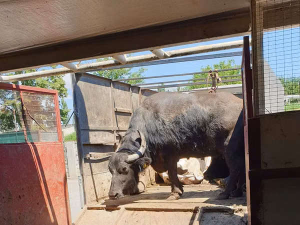 Vacă, Bivol african