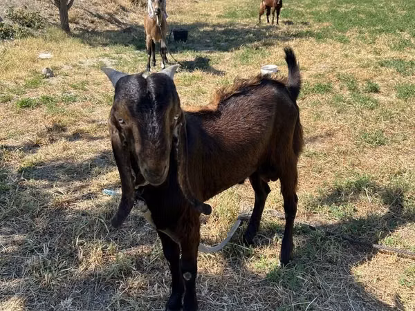 Ziegenbock, Beetal goats