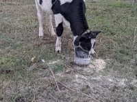 بقرة, Russian Black pied cattle — الصورة 4