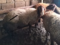 公羊, Sheep — 照片 2
