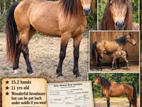घोड़ी, Black Sea breed — फ़ोटो 1