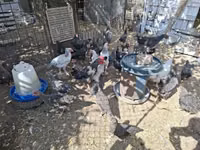 Chickens — Foto 2