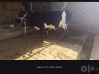 Kuh, Russian Black pied cattle — Foto 7